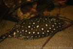Bigtooth river stingray