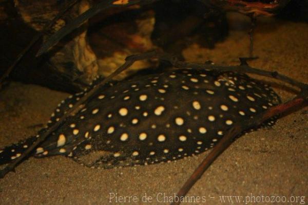 Bigtooth river stingray