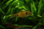Odessa barb