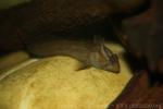 Freshwater blenny
