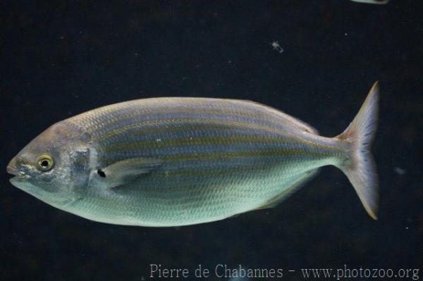 Salema