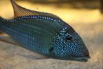 Whitespotted eartheater