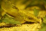 Longfin farlowella