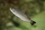 Blacktail wrasse