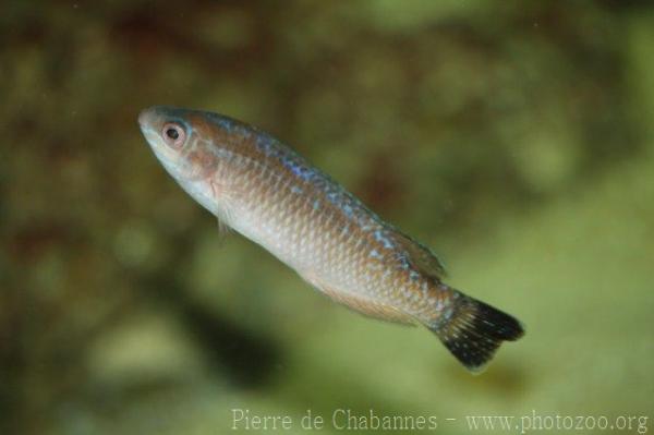 Blacktail wrasse