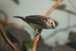 Silver-throated tanager