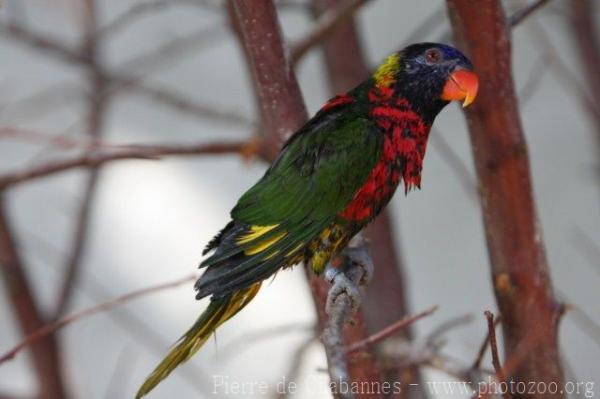 Coconut lorikeet