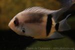 Fernandez Yepez cichlid