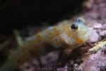 Spotted prawn-goby