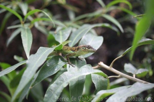 Martinique's anole