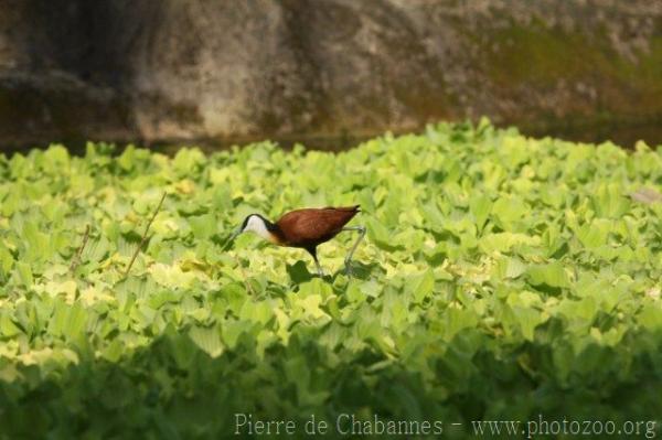 African jacana