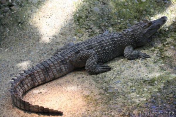 West African crocodile