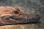 West African crocodile