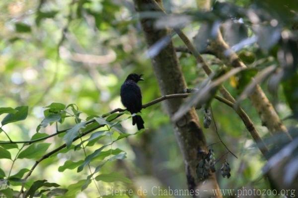 Madagascar crested drongo