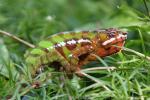 Panther chameleon