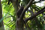 Lake Alaotra bamboo lemur