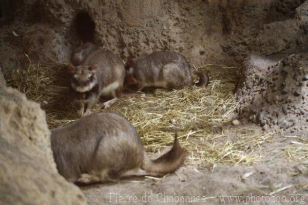 Plains viscacha