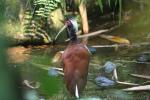 Madagascar crested ibis