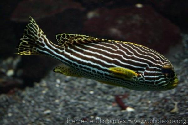 Indian Ocean oriental sweetlips