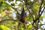 Rodrigues flying-fox