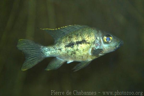 Grandidier's Madagascar cichlid