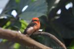 Vermilion flycatcher