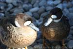 Spectacled duck