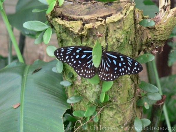 Dark blue tiger