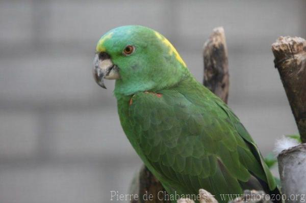 Yellow-naped amazon *