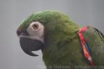 Chestnut-fronted macaw *