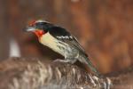 Black-spotted barbet *