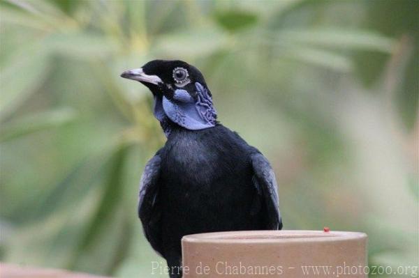 Bare-necked fruitcrow *