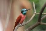 Carmine bee-eater *