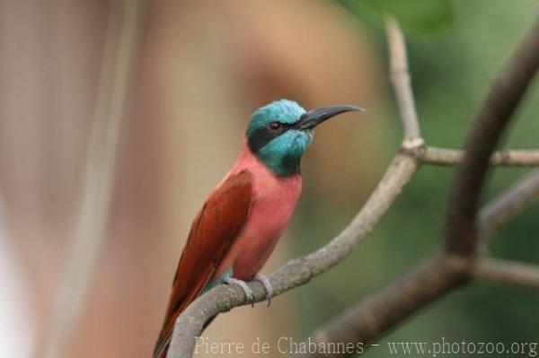 Carmine bee-eater *