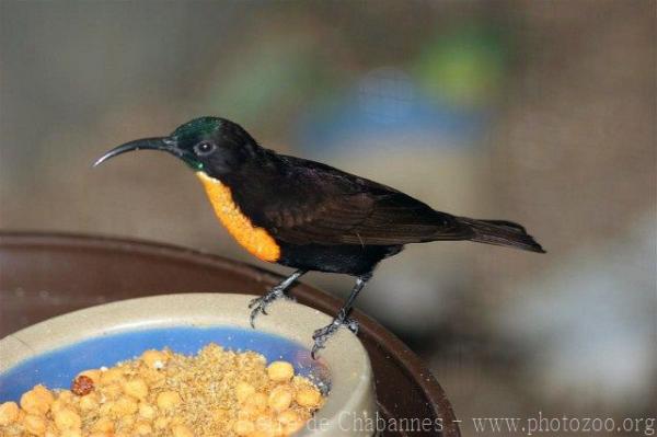 Hunter's sunbird *