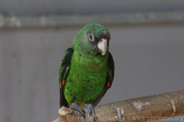 Red-fronted parrot *