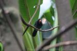 Slate-colored grosbeak *