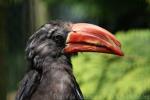 Crowned hornbill *