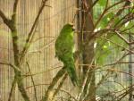 Yellow-fronted parakeet