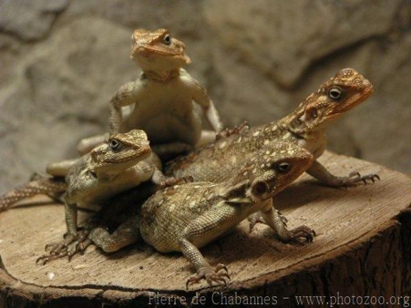 Kenyan rock agama