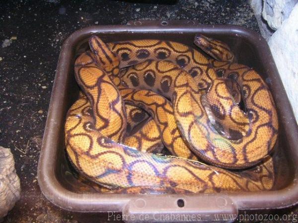 Rainbow boa