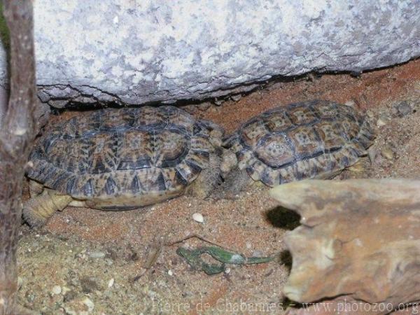 Speckled cape tortoise