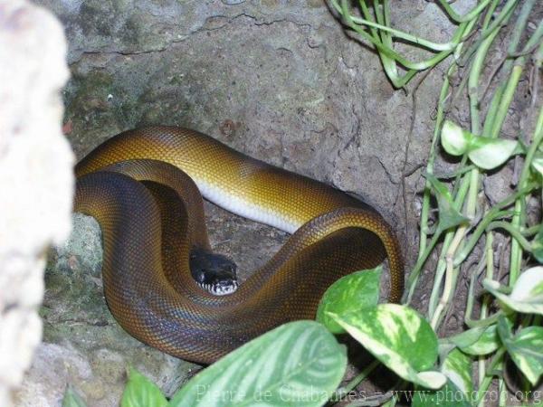 Northern white-lipped python