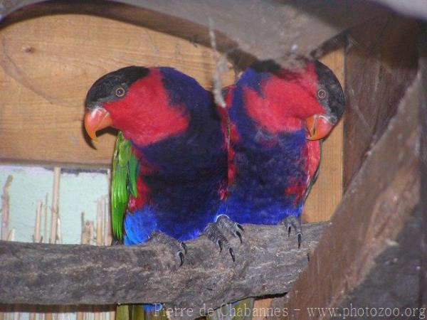 Black-capped lory