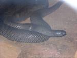 Mole snake