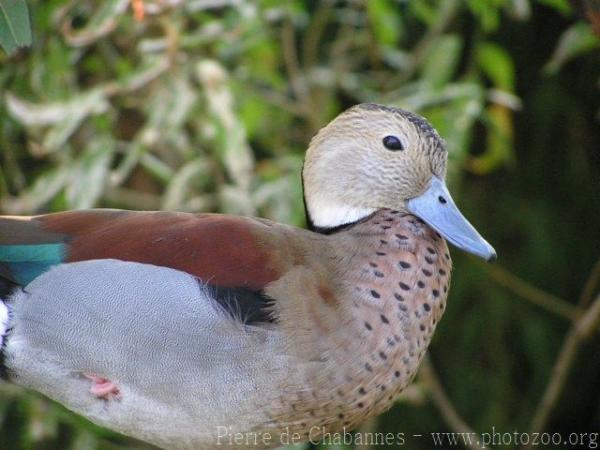 Ringed teal