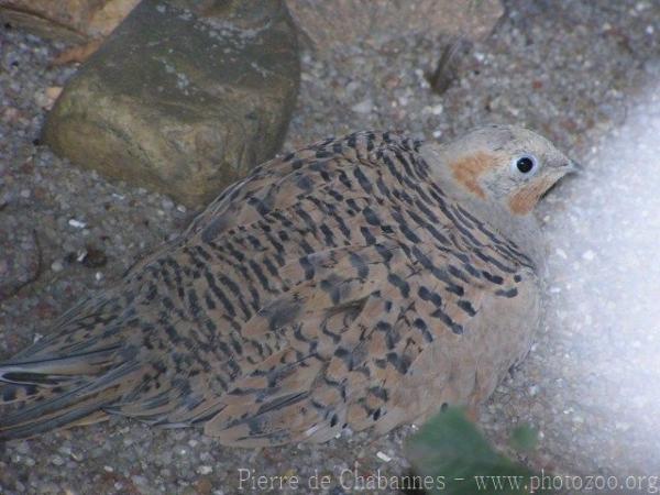 Pallas's sandgrouse *