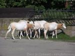 Scimitar-horned oryx