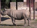 Eastern black rhinoceros