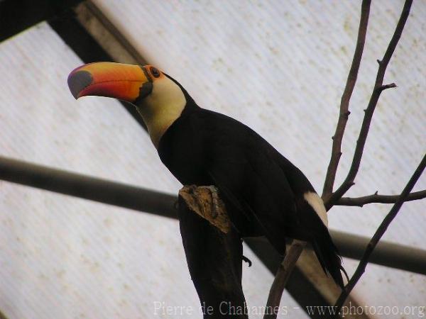 Toco toucan